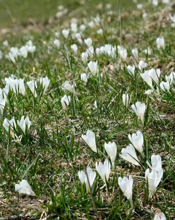 Crocus